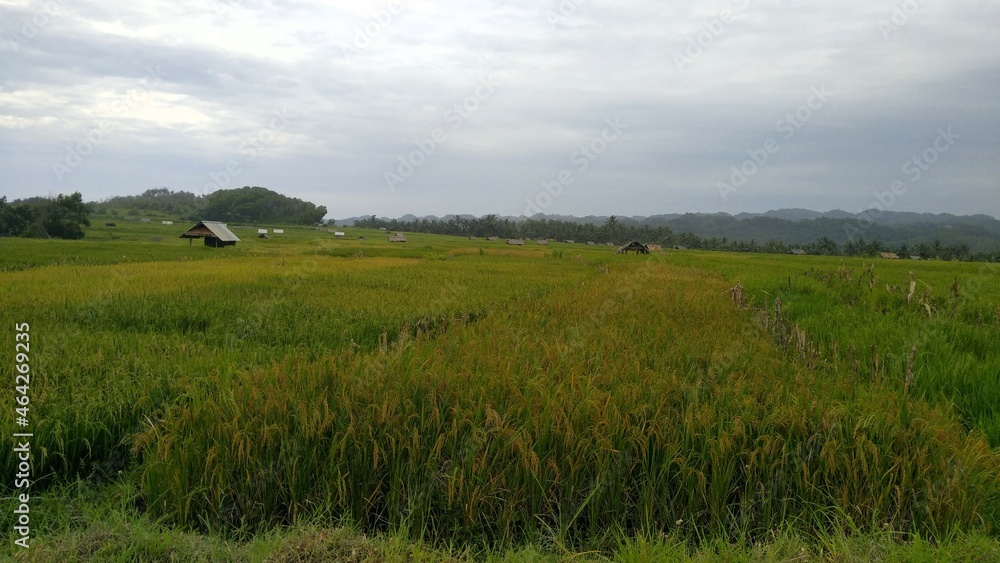 Ricefield near Pantai Buyutan, East Java Indonesia