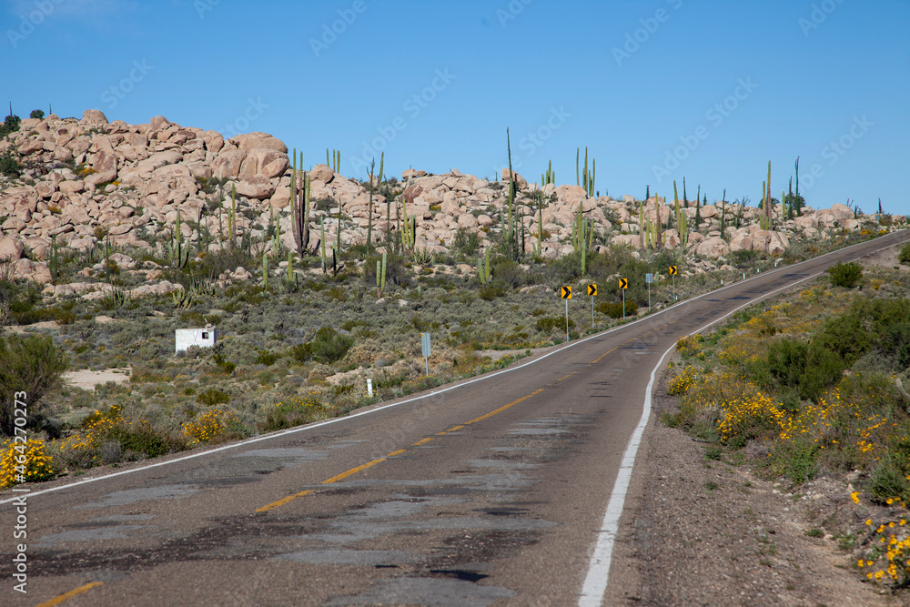 cool road in the desert of mexico, cactus and blue sky, road and rocks, off road, mexico, baja california	
