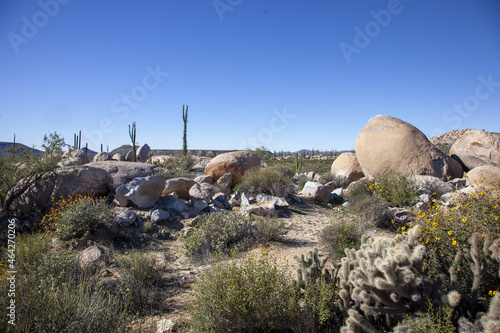 cool landscape in the desert of mexico, cactus and blue sky ,desert and rocks, off road, mexico, baja california,