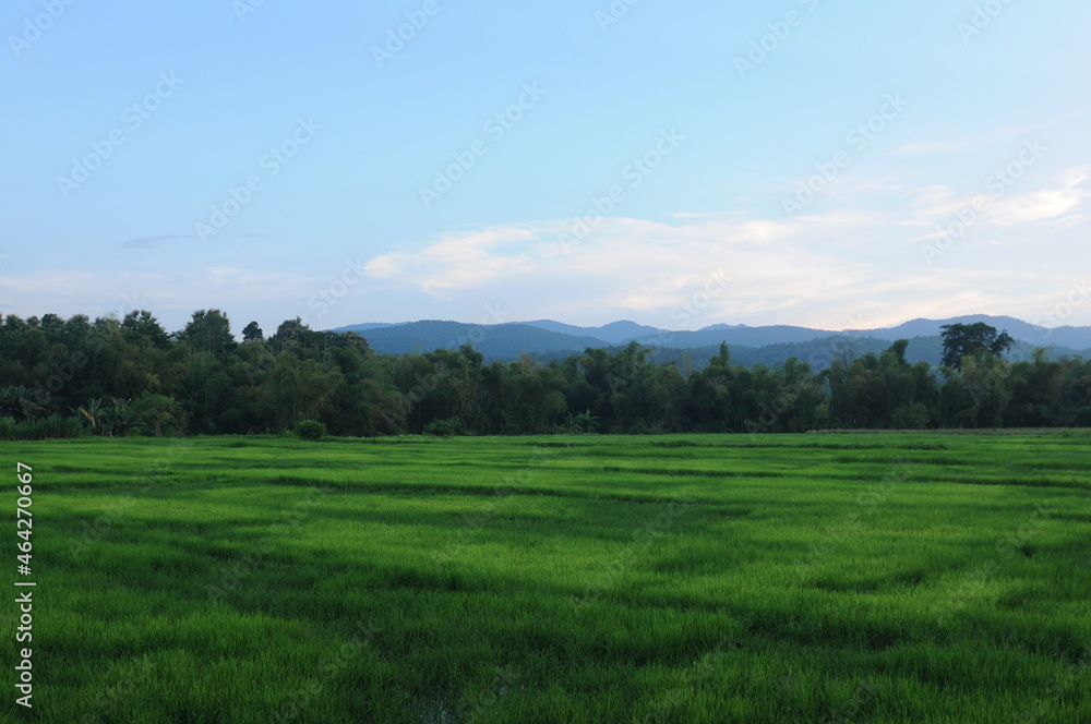 Green rice field in Northern Thailand. Green rice field in Northern Thailand.