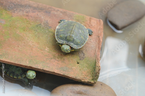 two red-eared turtle in a terrarium. Pond slider