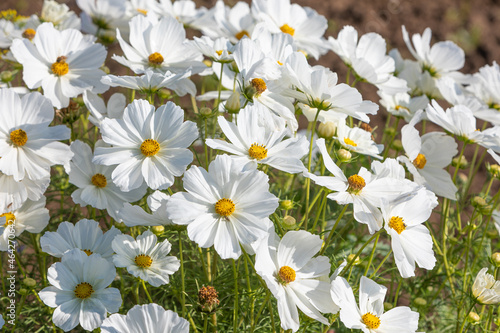 Fototapeta Naklejka Na Ścianę i Meble -  white flowers on a field