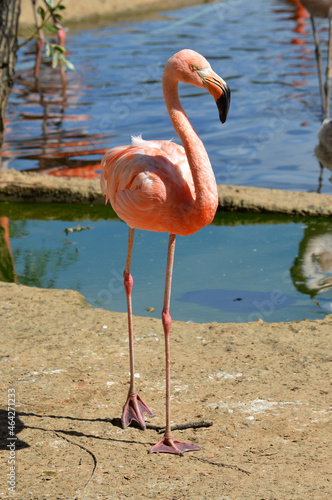 Pink flamingo by the water