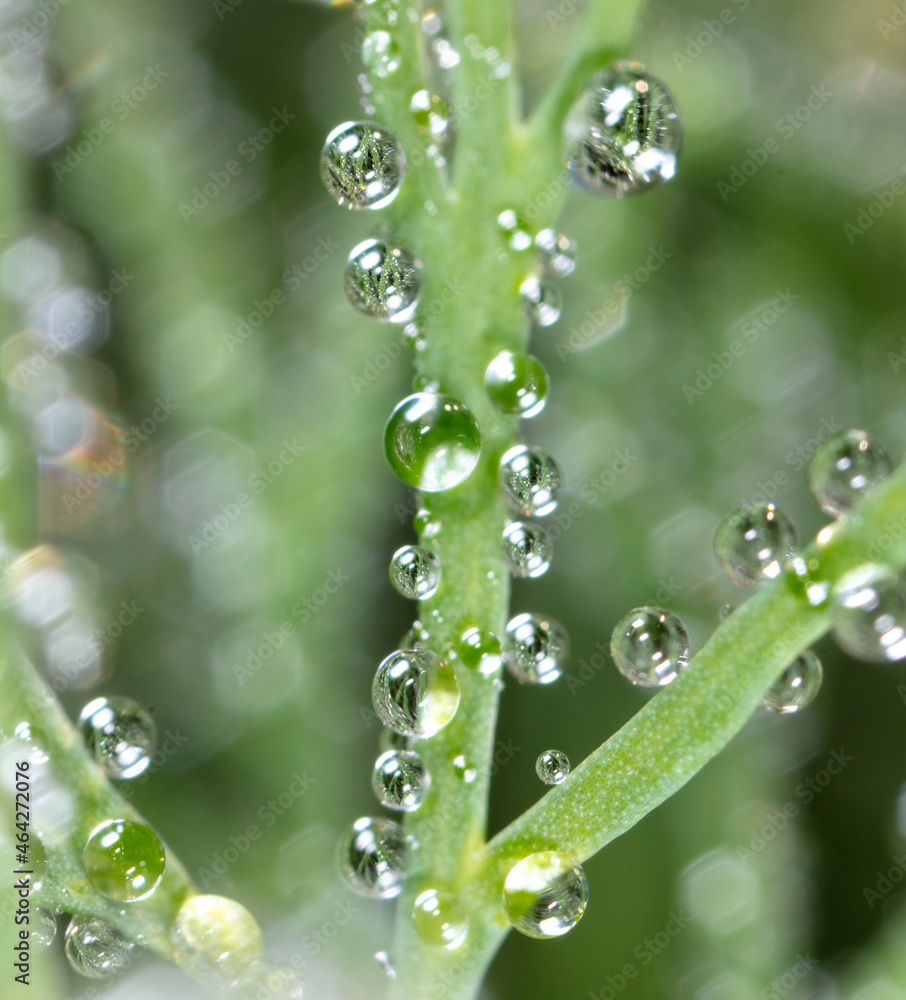 Dew drops on dill in the garden. Dew drops on dill in the garden.