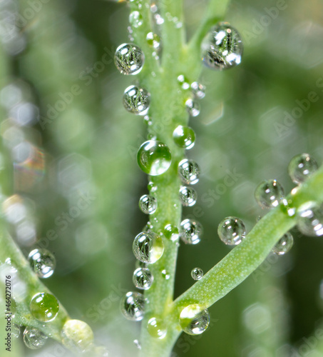 Dew drops on dill in the garden.