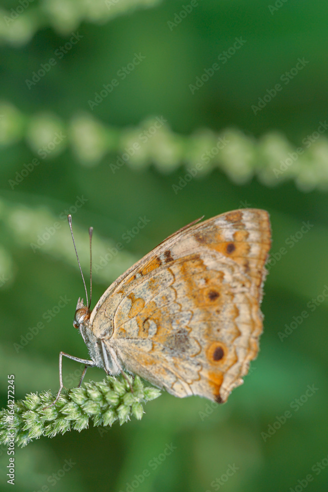 Butterfly. Beautiful butterfly on a leaf in the morning. This photo contains a beautiful butterfly with wings sitting on a green leaf. Cute and latest flower nature photo. Butterfly. Beautiful butterfly on a leaf in the morning. This photo contains a beautiful butterfly with wings sitting on a green leaf. Cute and latest flower nature photo.