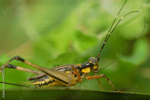 grasshopper on leaves. yellow green grasshopper on a leaf in the morning. forest grasshopper on the grass. © parianto