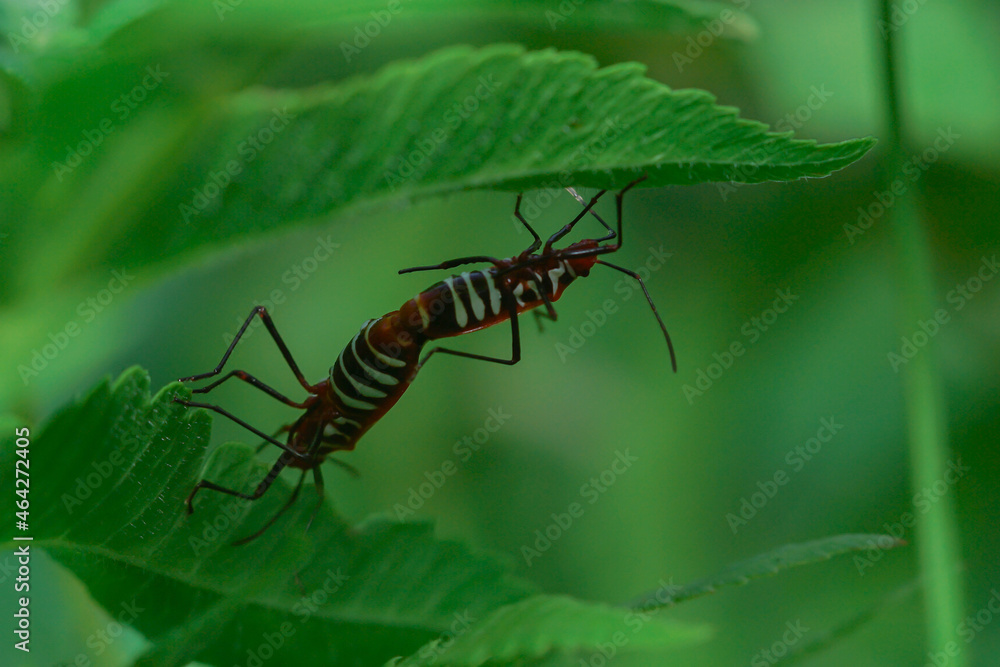 macrophotography of copulation of two red beetles in Poland on the green background.
Red cotton bugs are called cotton pest because their feeding activities leave an indelible yellow-brownish stain on macrophotography of copulation of two red beetles in Poland on the green background.
Red cotton bugs are called cotton pest because their feeding activities leave an indelible yellow-brownish stain on