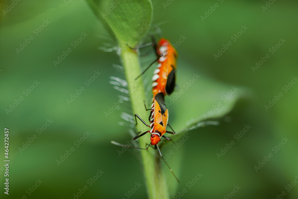 Fototapeta premium macrophotography of copulation of two red beetles in Poland on the green background. Red cotton bugs are called cotton pest because their feeding activities leave an indelible yellow-brownish stain on