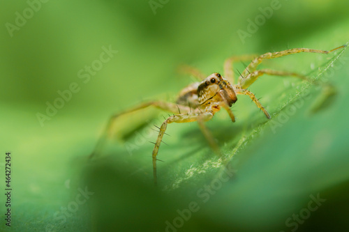 macro closeup, Spiders are eating bees, these spiders are known to eat small insects such as grasshoppers, flies, bees and other small spiders.