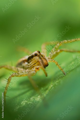 macro closeup, Spiders are eating bees, these spiders are known to eat small insects such as grasshoppers, flies, bees and other small spiders. © parianto