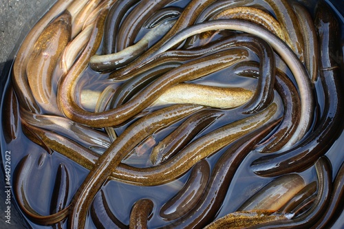 freshwater eel in the bucket at market