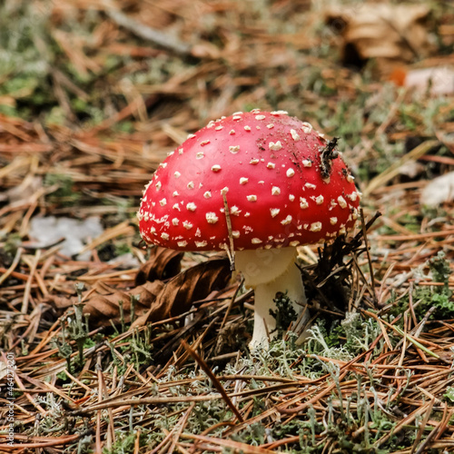A fly agaric in the forest litter.
