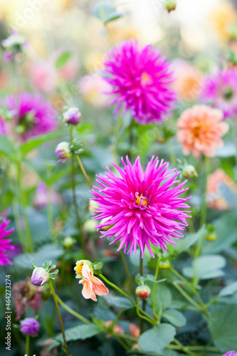 Needle bright pink dahlia blooms. Beautiful autumn flowers. 