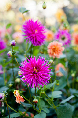 Needle bright pink dahlia blooms. Beautiful autumn flowers. 