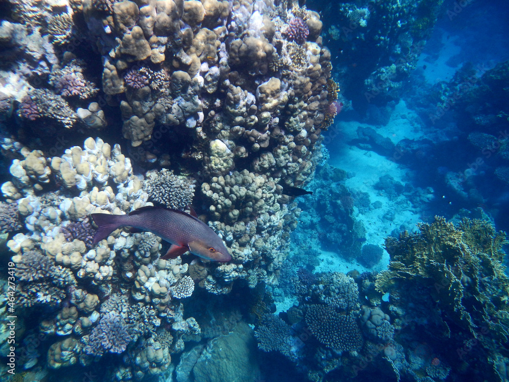 Fototapeta premium Kupferschnapper oder Doppelfleck-Schnapper / Two-spot red snapper or Twinspot Snapper / Lutjanus bohar.