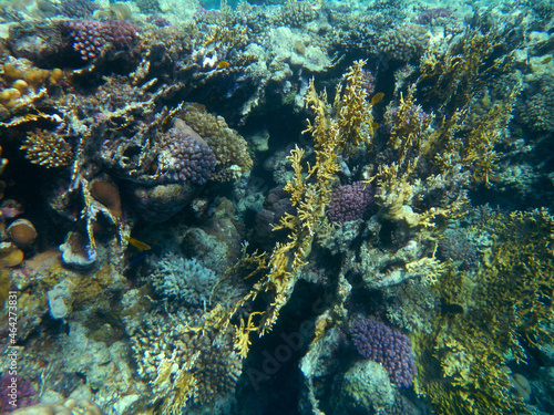 Koralle und Muschel / Coral and Shell /