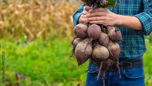 A man farmer holds a harvest of beets in his hands. Selective focus.