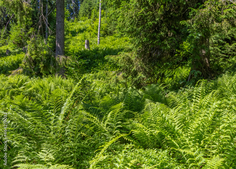 Fototapeta premium Fern plants in Bavaria