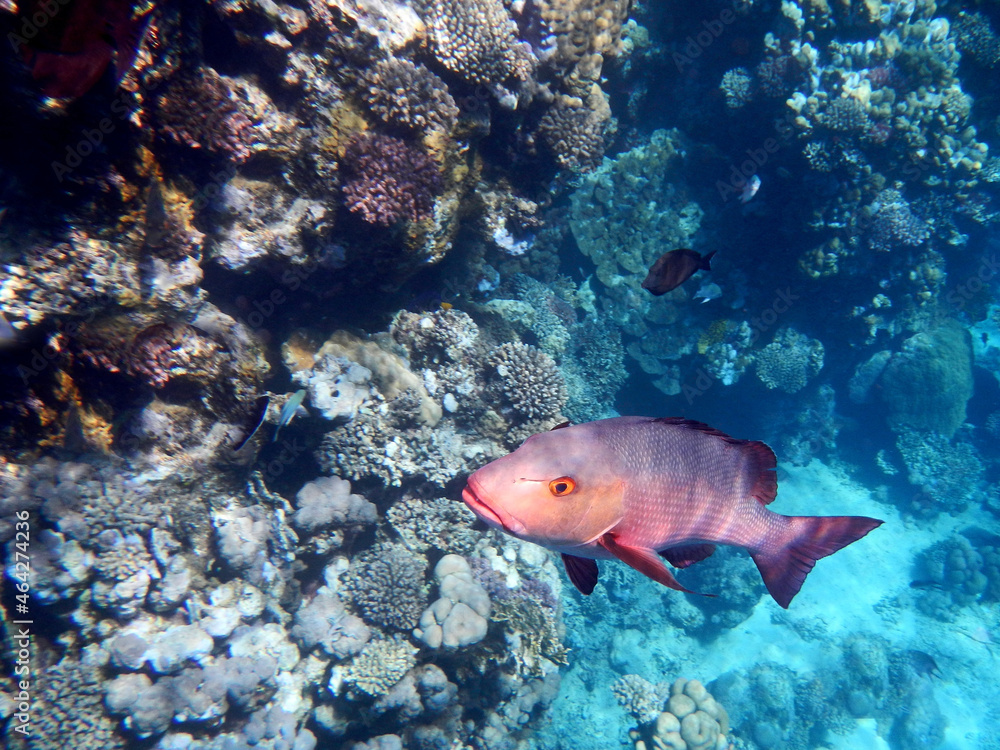 Kupferschnapper oder Doppelfleck-Schnapper / Two-spot red snapper or Twinspot Snapper / Lutjanus bohar. Kupferschnapper oder Doppelfleck-Schnapper / Two-spot red snapper or Twinspot Snapper / Lutjanus bohar.