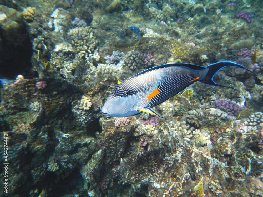 Arabischer Doktorfisch oder Sohaldoktorfisch / Sohal surgeonfish / Acanthurus sohal Arabischer Doktorfisch oder Sohaldoktorfisch / Sohal surgeonfish / Acanthurus sohal