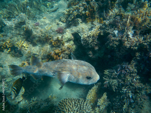Gepunkteter Igelfisch / Spotted Porcupinefish / Diodon hystrix © Ludwig