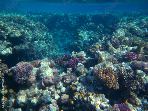 Koralle und Muschel   Coral and Shell  