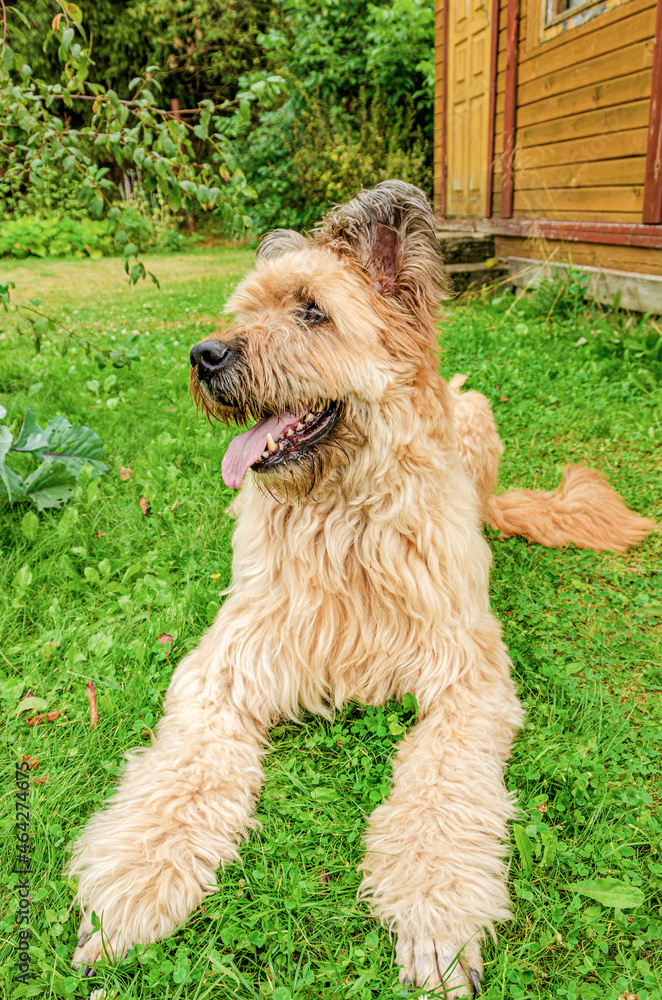 French Shepherd - fawn briard lying in the garden on a green lawn