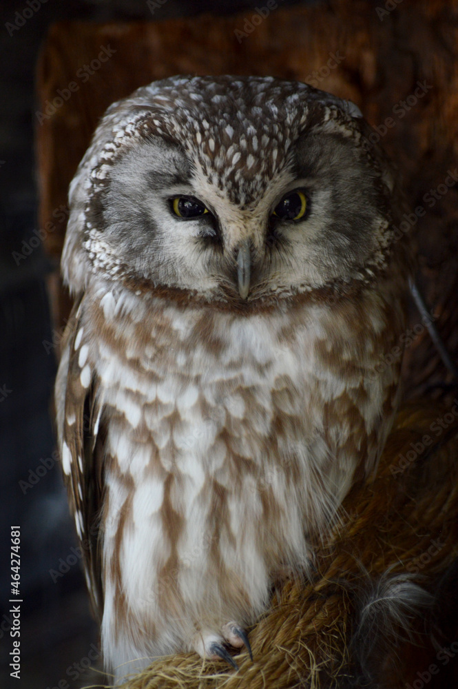 Fototapeta premium Close-up of an owl on a dark background