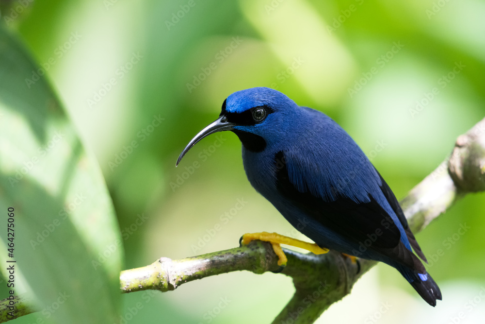 Obraz premium Male Purple Honeycreeper, cyanerpes caeruleus, perching in a tree in the rainforest.