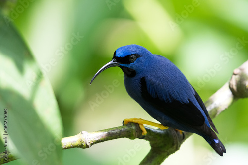 Male Purple Honeycreeper, cyanerpes caeruleus, perching in a tree in the rainforest. photo