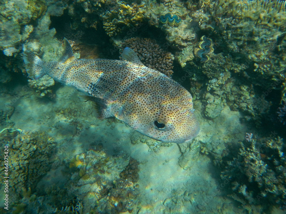 Fototapeta premium Gepunkteter Igelfisch / Spotted Porcupinefish / Diodon hystrix