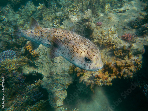 Gepunkteter Igelfisch / Spotted Porcupinefish / Diodon hystrix