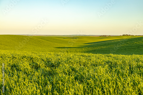 Summer or spring meadow at sunset. Landscape mockup with copy space. © Garmon