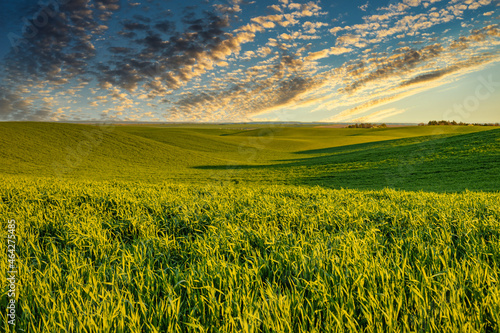 Summer or spring meadow at sunset. Landscape mockup with copy space.
