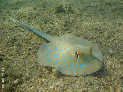 Blaupunktrochen   Bluespotted ribbontail ray   Taeniura lymma