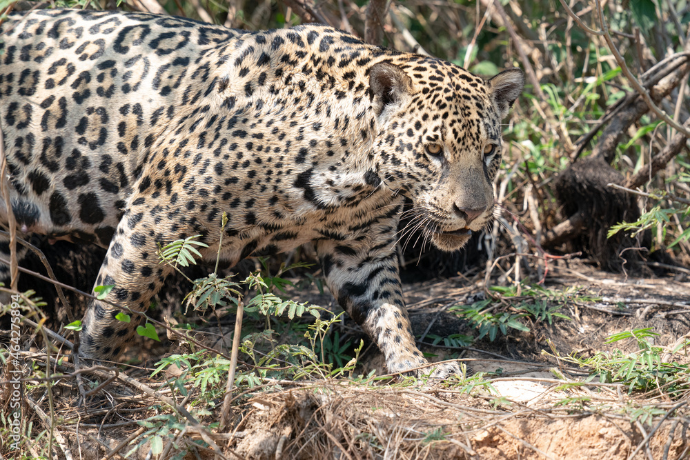 Jaguar (Panthera onca) Jaguar (Panthera onca)