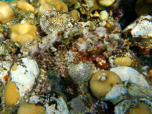 Bärtiger Drachenkopf / Tasseled scorpionfish or Small-scaled scorpionfish / Scorpaenopsis oxycephala photo