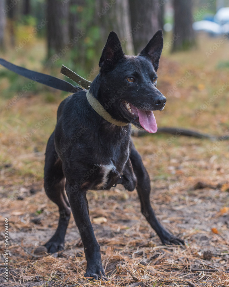three-legged dog disabled at animal shelter three-legged dog disabled at animal shelter