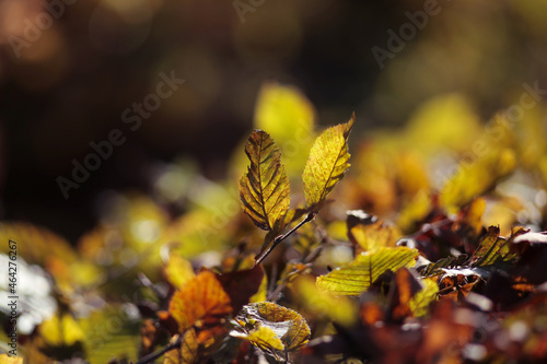 Autumn foliage in the warm rays of the autumn sun.