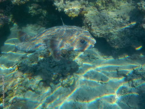 Gepunkteter Igelfisch / Spotted Porcupinefish / Diodon hystrix