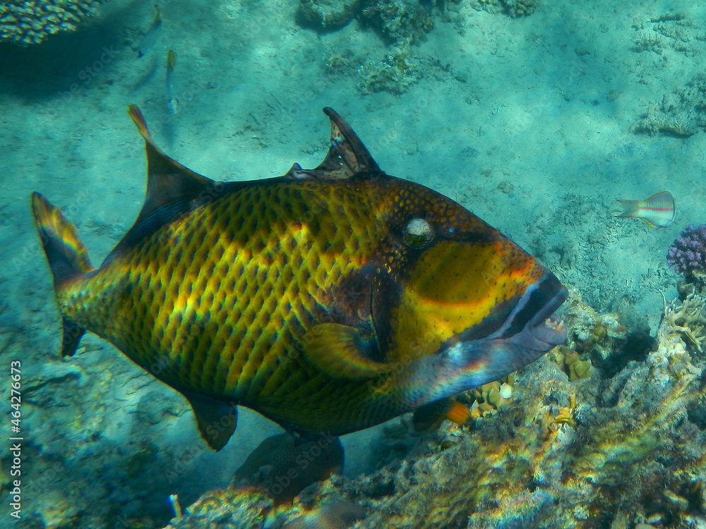 Riesen-Drückerfisch oderTitan-Drückerfisch / Titan triggerfish or Giant triggerfish / Balistoides viridescens. Riesen-Drückerfisch oderTitan-Drückerfisch / Titan triggerfish or Giant triggerfish / Balistoides viridescens.