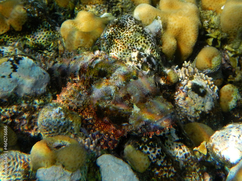 Bärtiger Drachenkopf / Tasseled scorpionfish or Small-scaled scorpionfish / Scorpaenopsis oxycephala © Ludwig