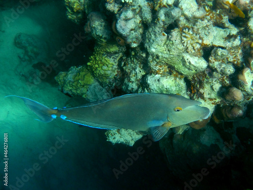 Blauklingen-Nasendoktorfisch oder Kurznasen-Doktorfisch./ Bluespine unicornfish or Short-nose unicornfish / Naso unicornis.