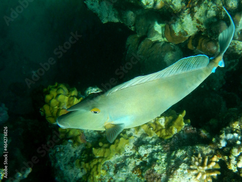 Blauklingen-Nasendoktorfisch oder Kurznasen-Doktorfisch.  Bluespine unicornfish or Short-nose unicornfish   Naso unicornis.