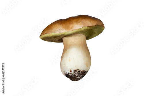 White mushroom lat. Boletus edulis isolated on white