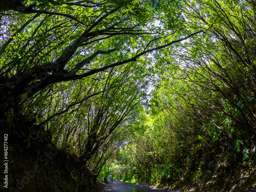 View of a road passing through a forest located in the north of Mauritius island