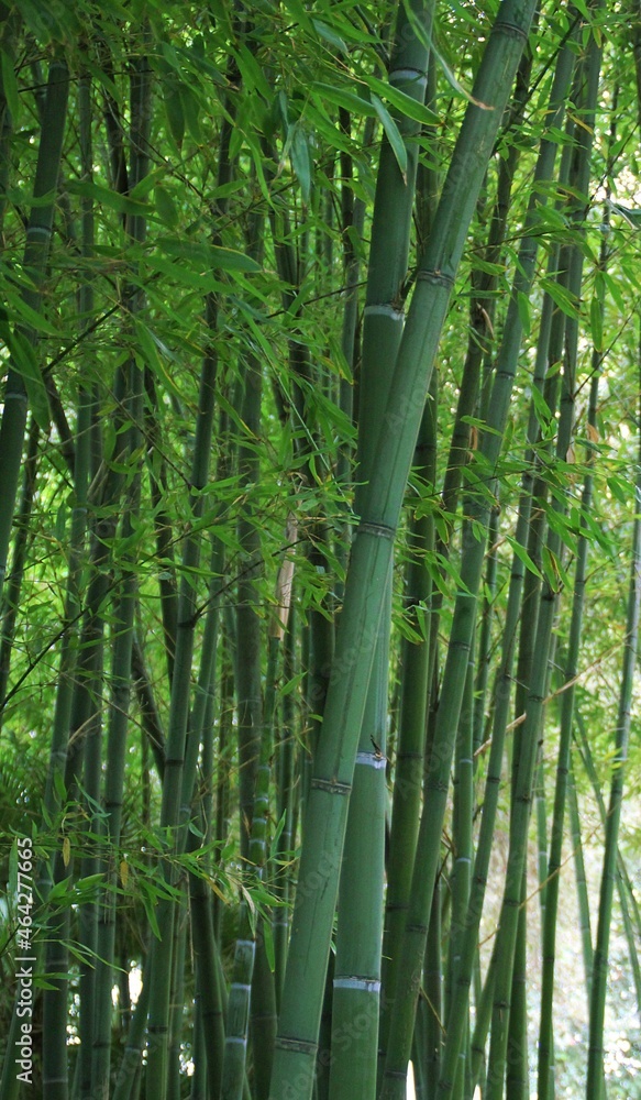 Fototapeta premium bamboo trunks, bamboo, bamboo trees, green bamboos, green plants, bamboo forest