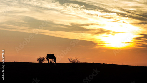 silhouette of a horse