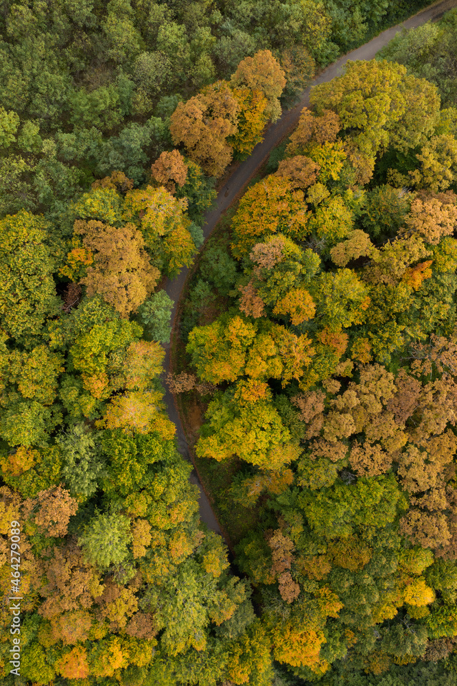 Aerial view to a road in the forest Aerial view to a road in the forest